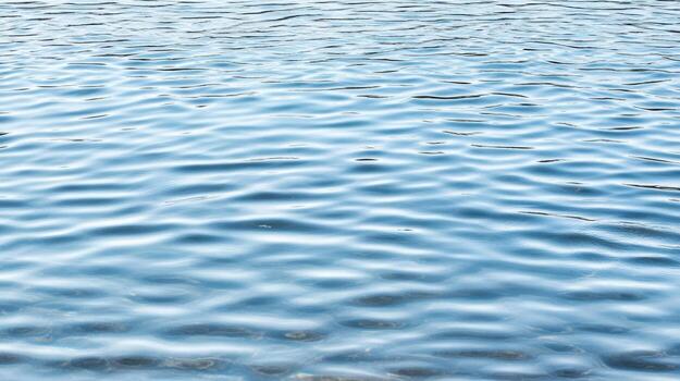 A bird flying over the water in the middle of the day photo