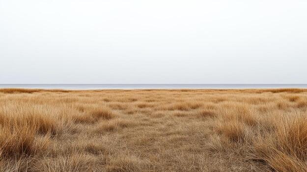 A path through the grassy field by the ocean photo