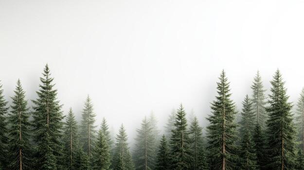 A forest with trees in the fog photo