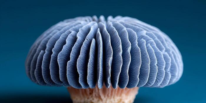 A macro close up of a unique blue gray mushroom cap showing its intricate gill patterns against a teal background photo