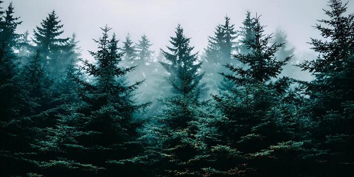 Dense pine trees stand tall in a dark mysterious forest filled with atmospheric fog photo