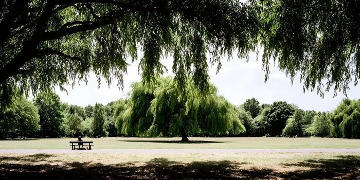 A solitary person relaxes on a park bench under the graceful branches of a large weeping willow tree on a sunny day photo