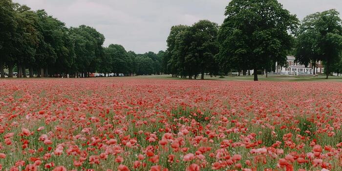 A beautiful expansive field of vibrant red poppies blooms under an overcast sky with a line of tall green trees and a distant building in the photo