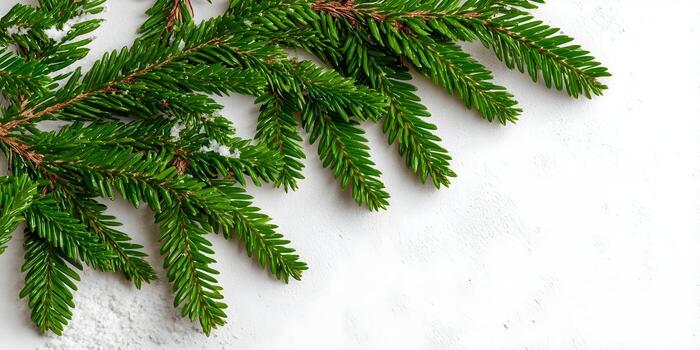 Fresh green fir tree branches adorned with a light dusting of snow resting on a crisp white textured background photo