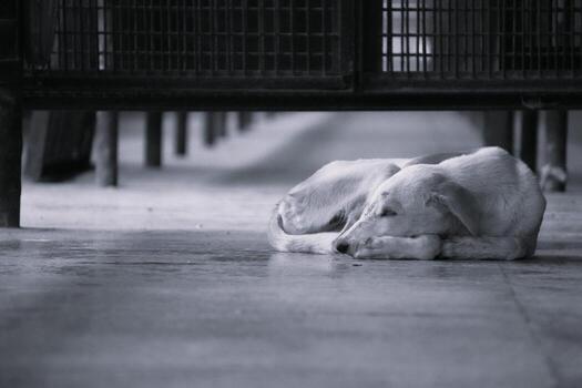 Relaxing White And Tan Dog Sleeping On Floor Under Bench In Quiet Setting photo