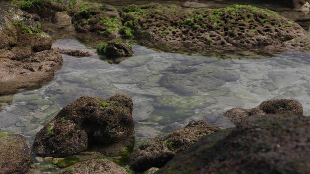 reefs that appear when the tide is low photo