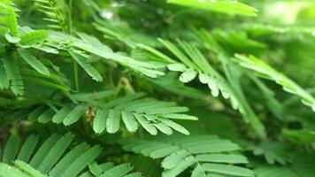 lussureggiante verde felce le foglie visualizzazione intricato modelli e vivace colorazione nel un' naturale foresta ambientazione video