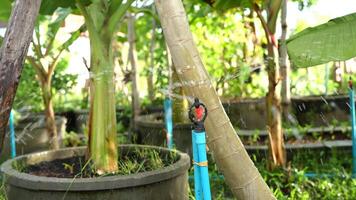 vattning systemet i växthus som visar växter med droppa bevattning uppstart i rader, fokus på natur och lantbruk praxis för jordbruk entusiaster video
