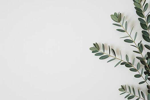 Eucalyptus branches arranged elegantly on a clean white surface creating a minimalist and calming botanical composition perfect for conveying a sense of natural beauty and serene simplicity in design photo