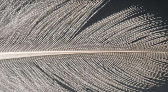 Detailed Close-Up of a Delicate Feather A Study in Texture and Light, Showcasing Fine Details and Subtle Hues, Nature's Artistry Captured photo