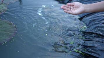 Hand schafft sanft Wellen auf Ruhe Wasser Oberfläche, Erfassen Ruhe von Natur mit Lilie Pads, Blasen, und Betrachtung im heiter Teich video