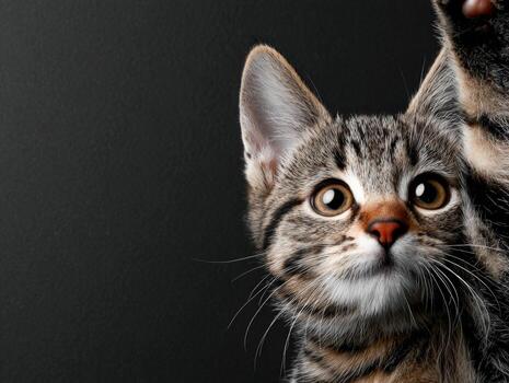 atigrado gatito con grande ojos mirando curiosamente en contra un oscuro antecedentes foto