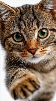 Cute tabby kitten reaching out with paw in playful gesture photo