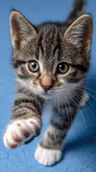 Curious kitten exploring a blue floor at home photo