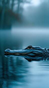 Alligator swims calmly in misty wetland waters during dawn photo