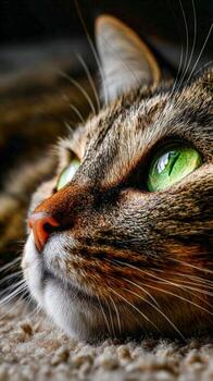 British shorthair cat calmly gazing at its surroundings in soft light photo
