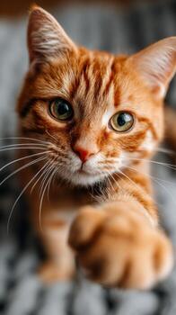 Curious orange cat reaches out while posing on a soft blanket indoors photo