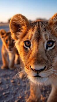 Curious lion cub explores its surroundings in golden evening light photo