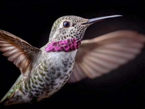 Colorful hummingbird in mid-flight displaying vibrant feathers and wings photo