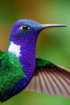 Vibrant hummingbird displaying colorful feathers in a lush green setting photo