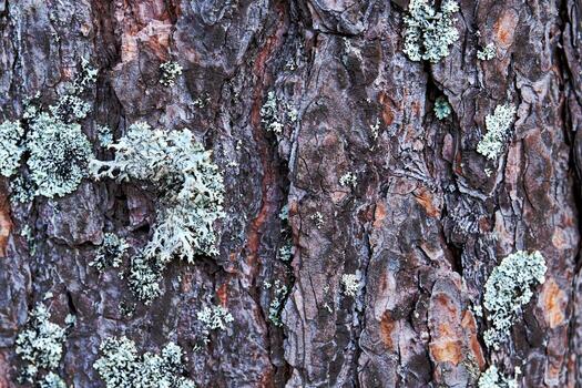 The texture of the bark of a coniferous tree with heaps of moss. Background and texture photo