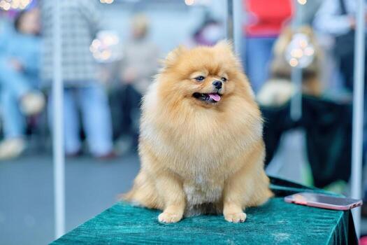 Charming red-haired pomeranian sitting on a table for dogs photo