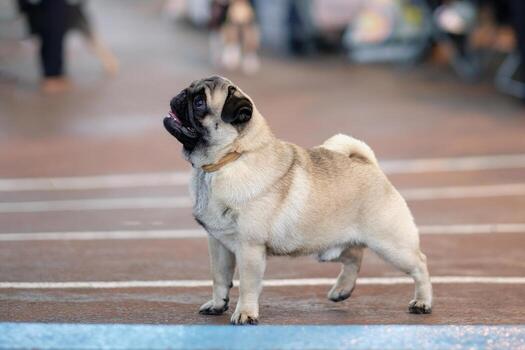 A beautiful pug stands and waits for the command to execute photo