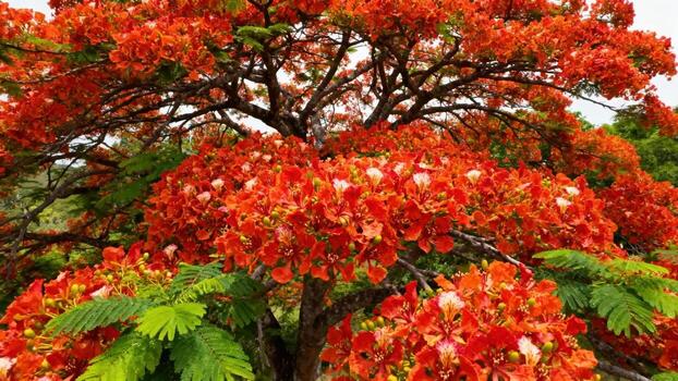 Red flamboyant tree in bloom photo