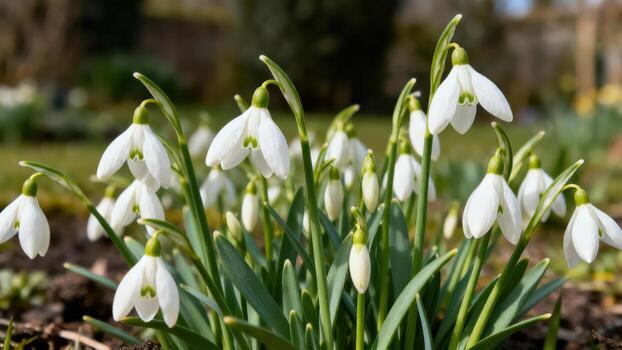 Blooming snowdrops in green garden photo