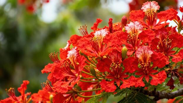 Red flowers on a lush tree photo