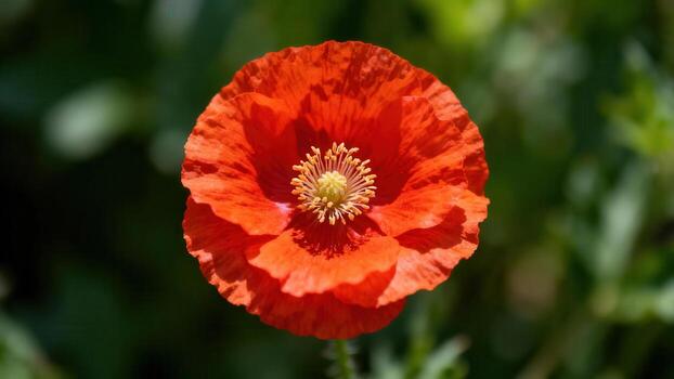 Bright red poppy flower in a garden photo
