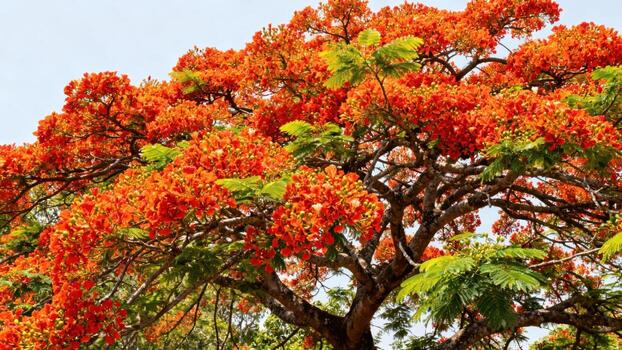 Flamboyant tree with bright orange blooms photo