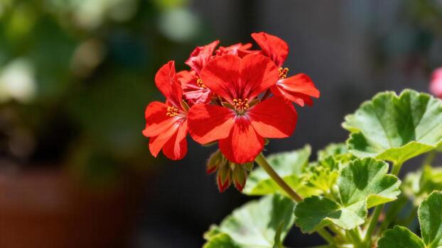 Red geranium flower in sunlight photo