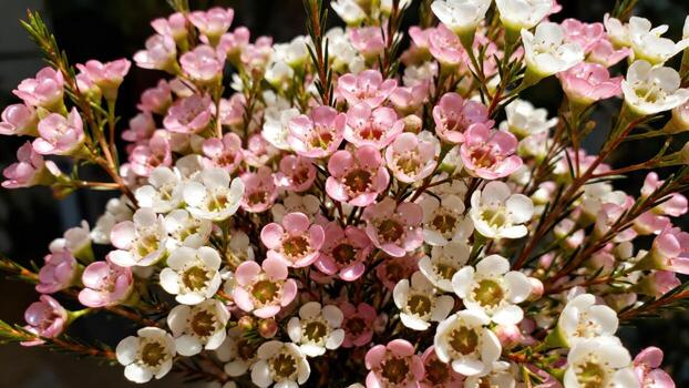Pink and white flower bouquet photo