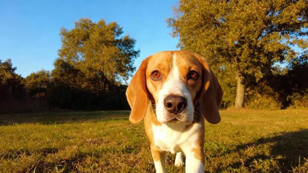 Beagle dog in sunny outdoor field photo