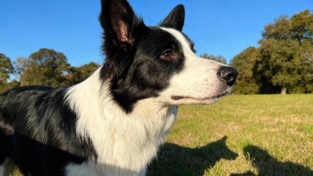 Border Collie in a sunny field photo