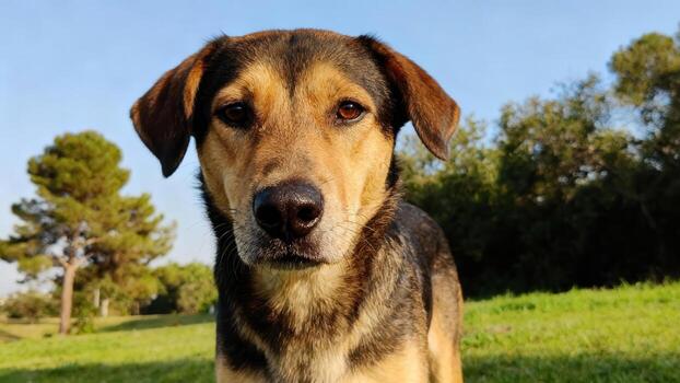 canino compañero miradas directamente adelante desde brillante herboso campo debajo claro cielo foto