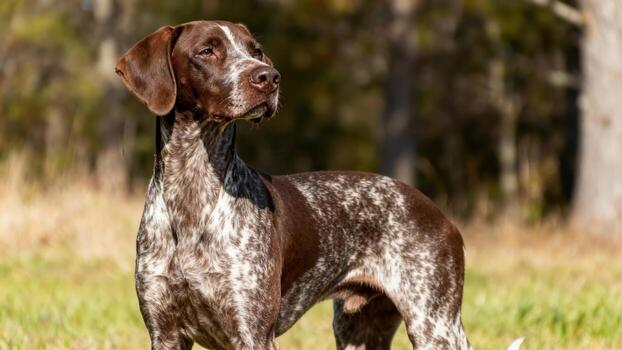 German Shorthaired Pointer in a field photo