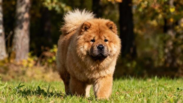 Chow Chow dog walking in autumn photo