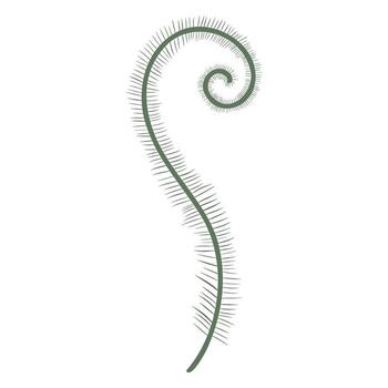 Fern frond illustration on white background, Fiddlehead . Botanical element, greenery vector
