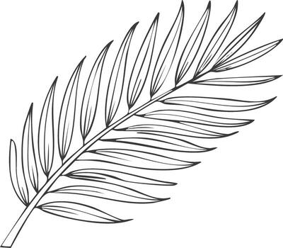 Elegant hand drawn palm frond with flowing lines and subtle texture vector