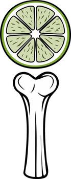 Abstract illustration of a lime slice and a bone vector