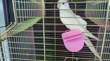 a solitário pequeno branco papagaio preso dentro Está cela imagens de vídeo. video