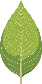 Stylized green leaf with vein details, natural design for print or web use vector