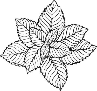 Outline drawing of green leaves arranged in a circular pattern with detailed veins vector