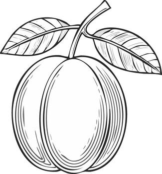 Line drawing of a single peach with two leaves on a branch vector