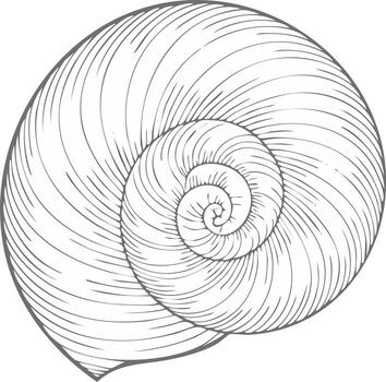 Detailed gray line drawing of a spiral seashell showing the intricate lines and curves of the shell vector