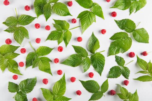 Raspberry leaf pattern on white background. Scattered berries photo