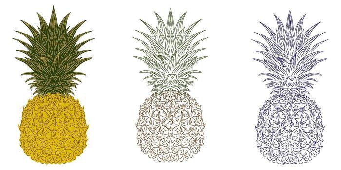 three different colored pineapples on a white background vector