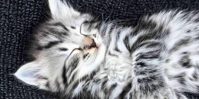 Sleeping tabby kitten resting on dark knitted blanket photo